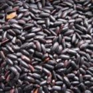  Black Rice Pigment